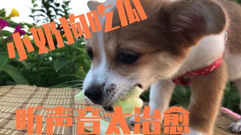 娱乐吃瓜酱小狗被卖
